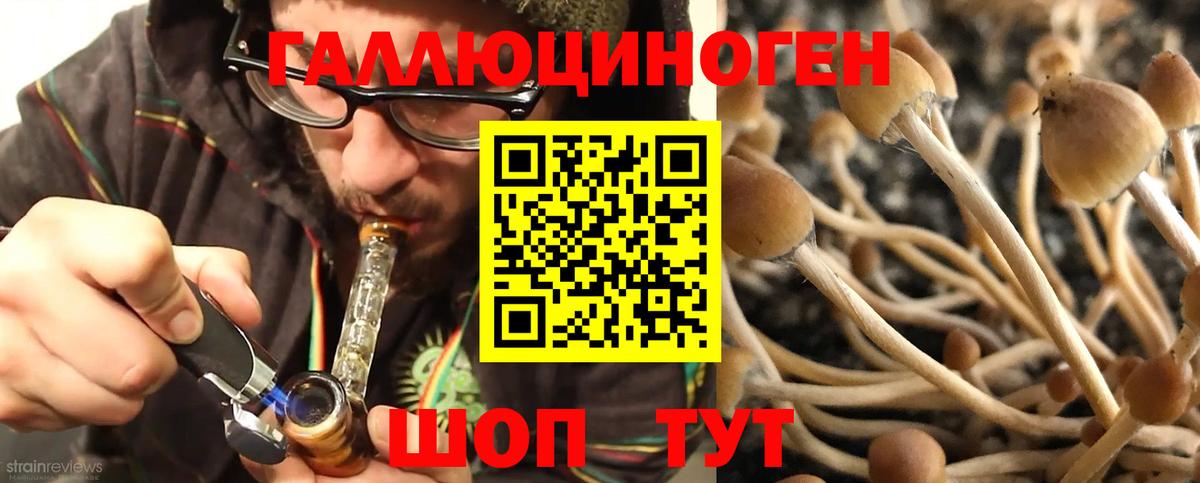 Галлюциногенные грибы Psilocybine cubensis Брянск